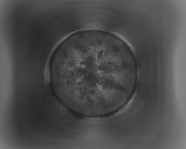 X0000100750925200806261541