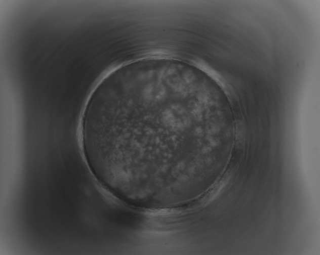 X0000100751474200806261533