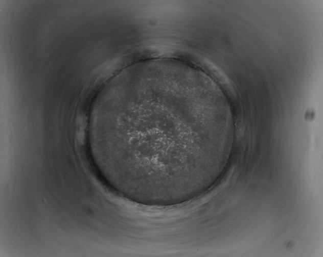 X0000100750026200807031347