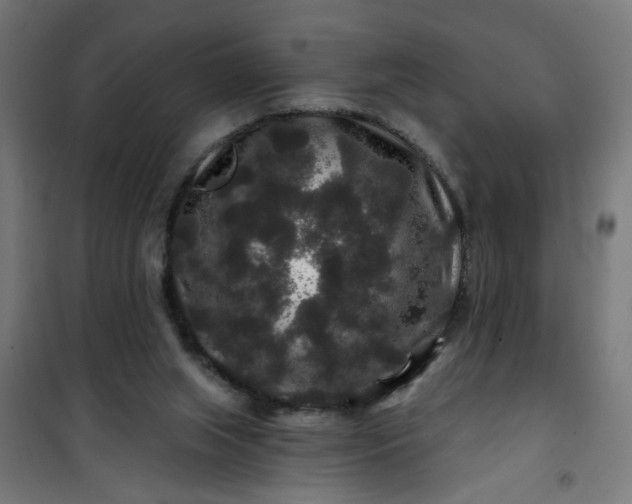 X0000100750063200807031346