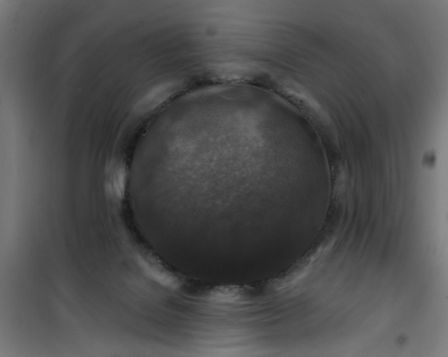 X0000100750076200807031346