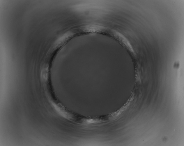 X0000100750163200807031344