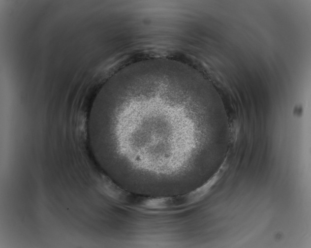 X0000100750178200807031344