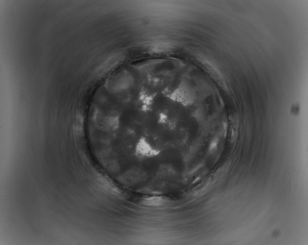 X0000100750269200807031343