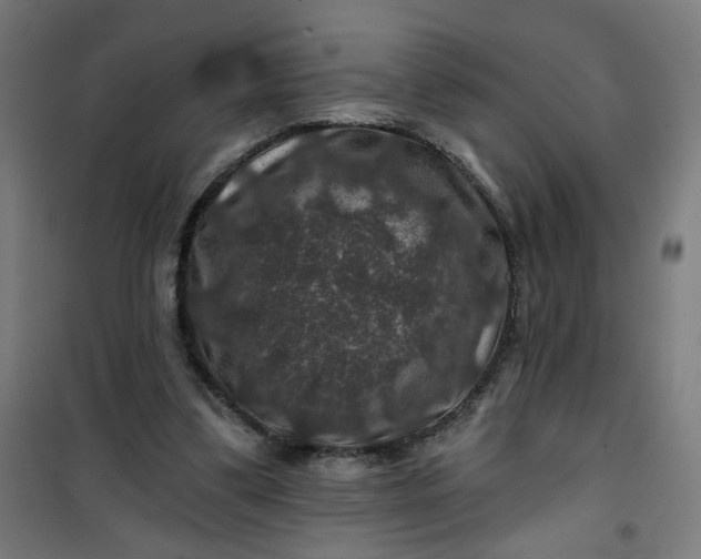 X0000100750299200807031342