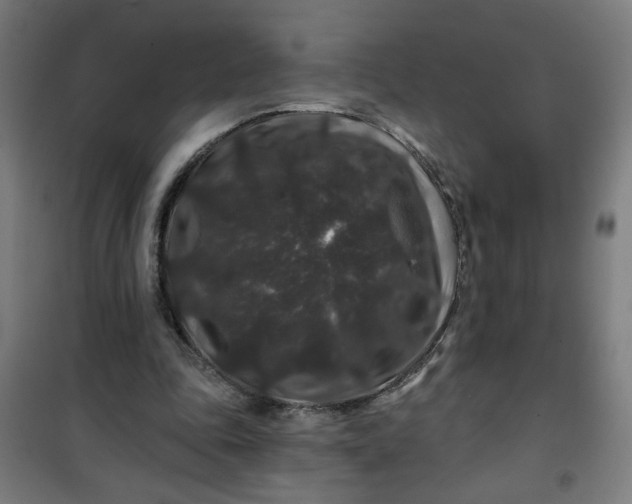 X0000100750343200807031341