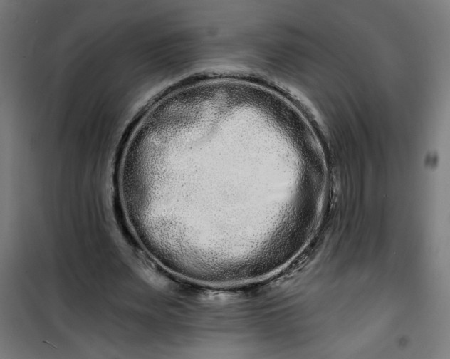 X0000100750487200807031339