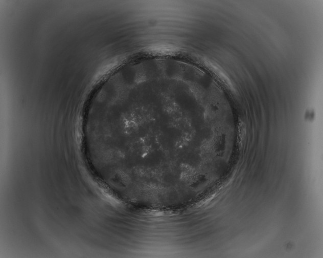 X0000100750494200807031339