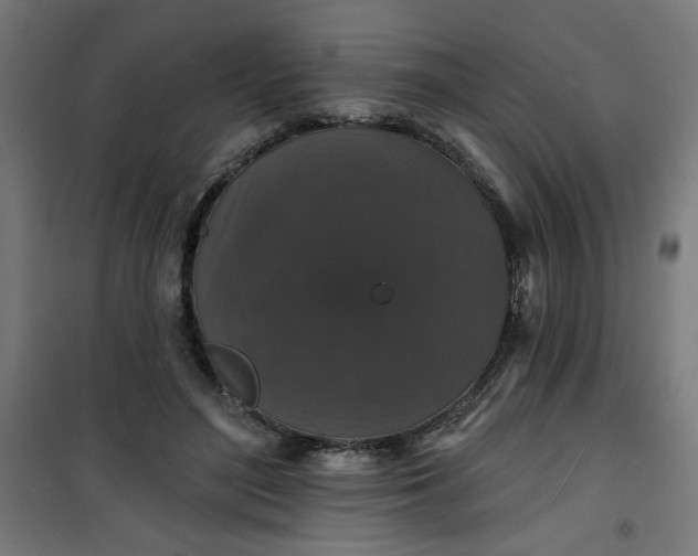 X0000100750500200807031339