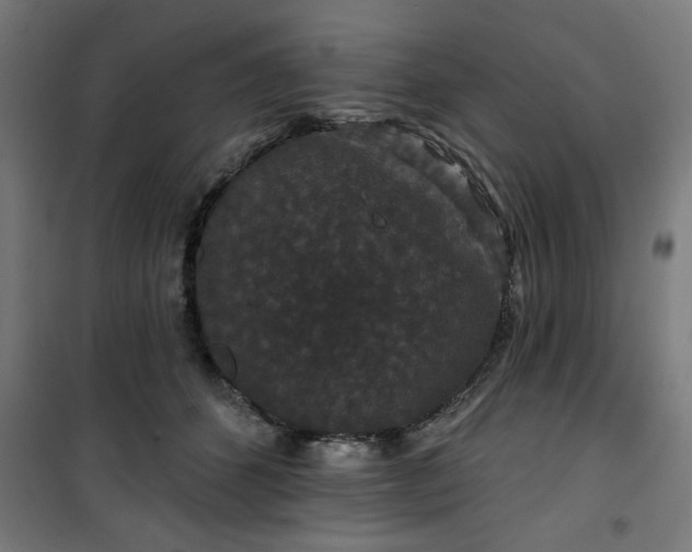 X0000100750512200807031339