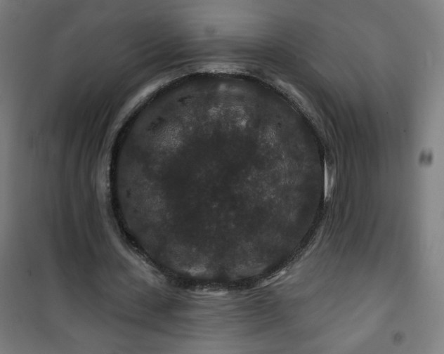 X0000100750531200807031338