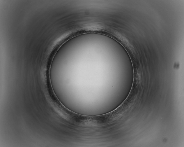 X0000100750535200807031338