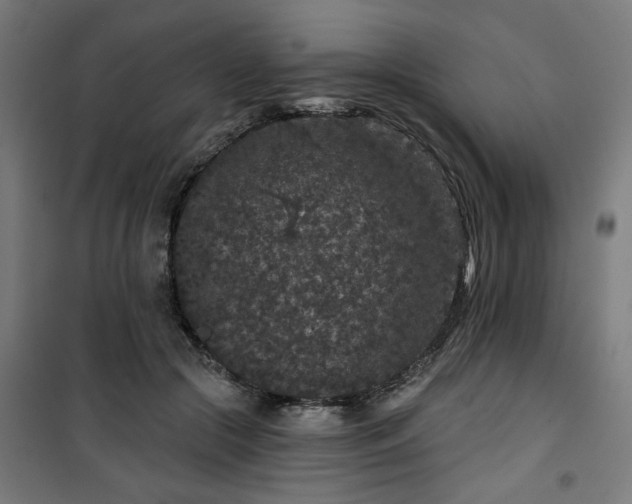 X0000100750553200807031338