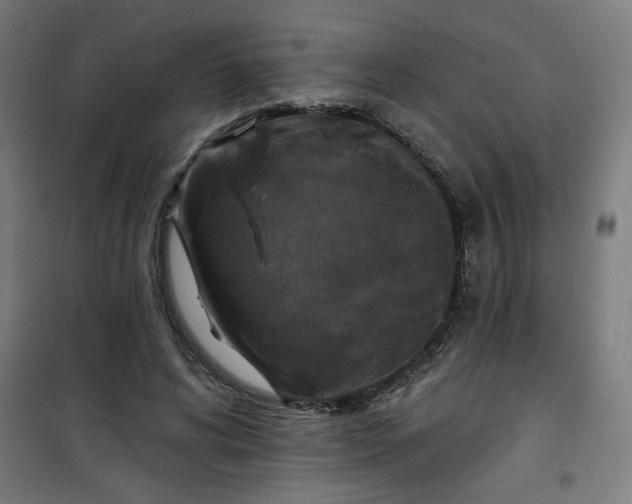 X0000100750592200807031338