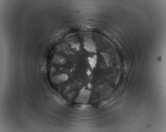 X0000100750663200807031337