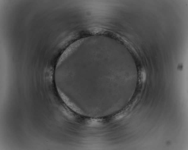 X0000100750664200807031337