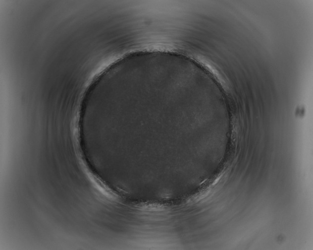 X0000100750677200807031336