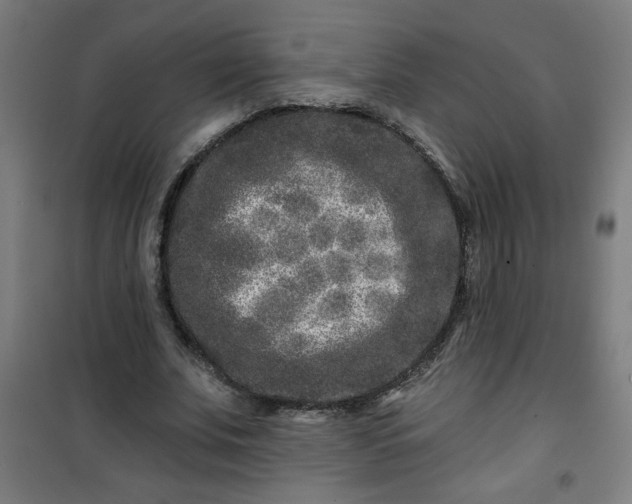 X0000100750679200807031336