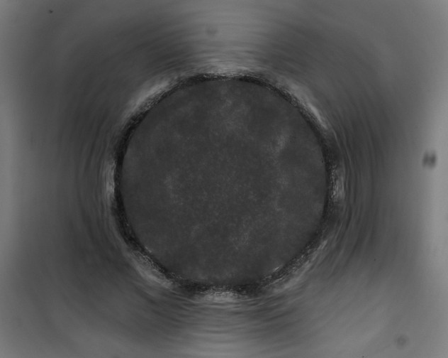 X0000100750685200807031336