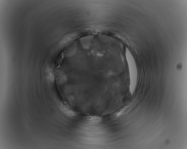 X0000100750719200807031335