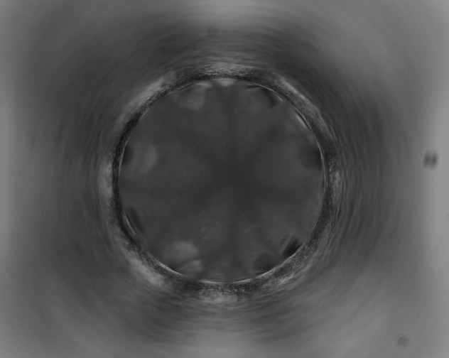 X0000100750729200807031335