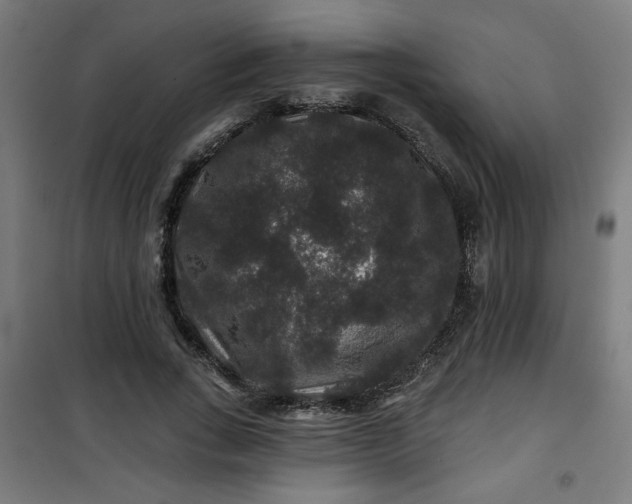 X0000100750735200807031335