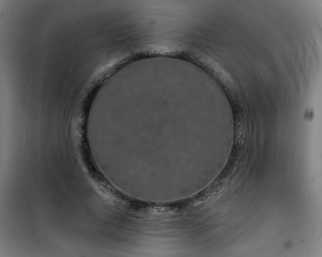 X0000100750736200807031335