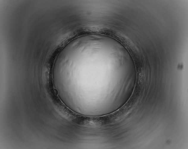 X0000100750739200807031335