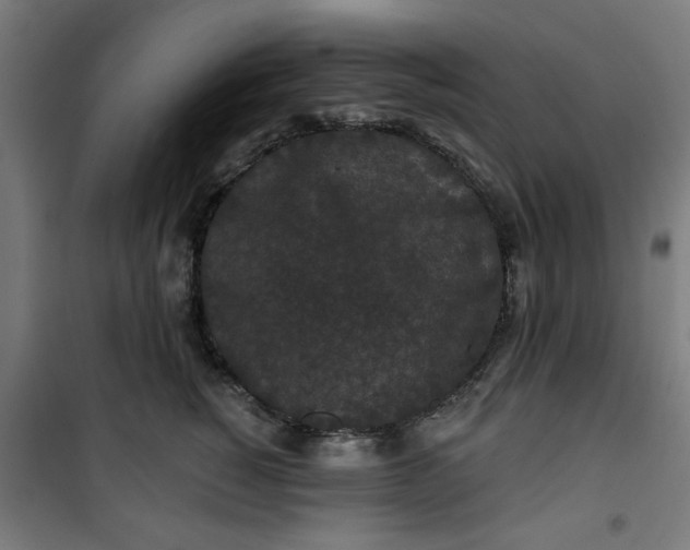 X0000100750760200807031335