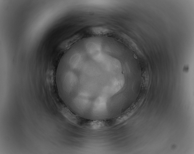 X0000100750762200807031335