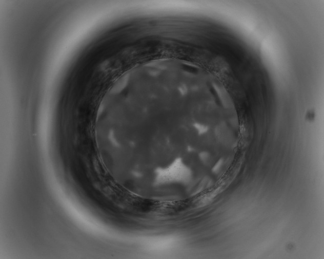 X0000100750765200807031335