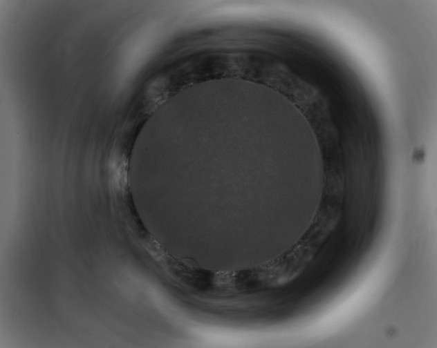 X0000100750766200807031335