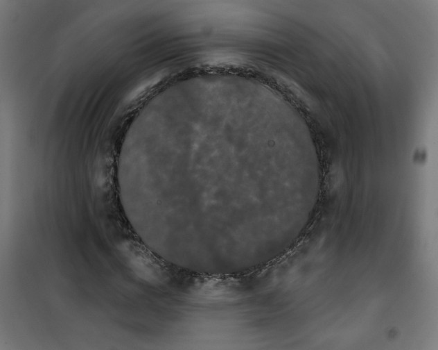 X0000100750824200807031333