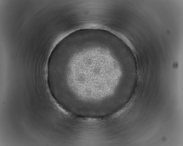 X0000100750839200807031334