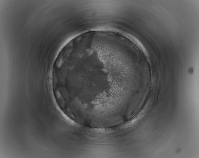 X0000100750855200807031334