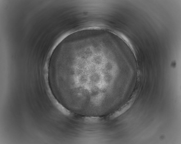 X0000100750859200807031334