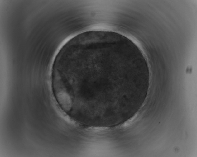 X0000100750864200807031334