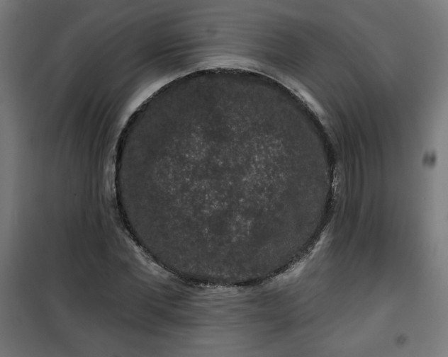 X0000100750877200807031333