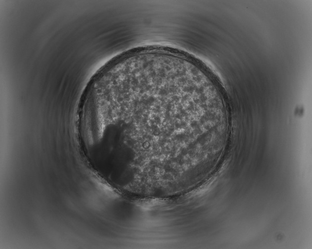 X0000100750879200807031333