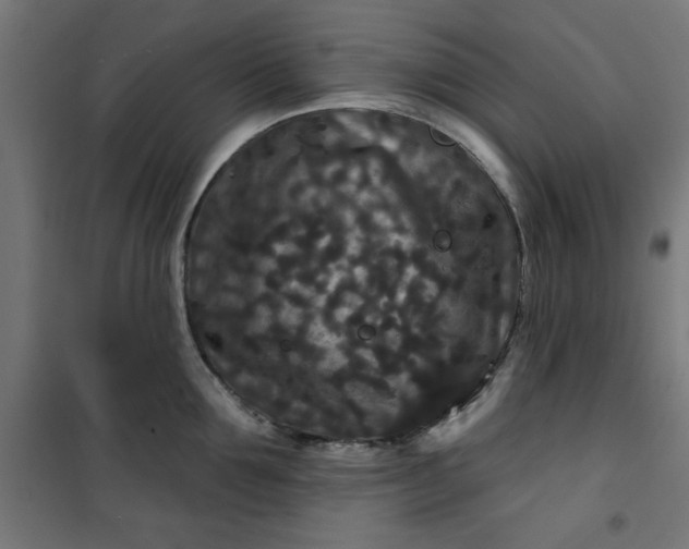 X0000100750907200807031333