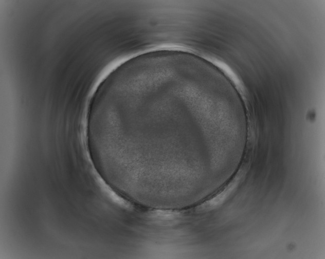 X0000100750910200807031333