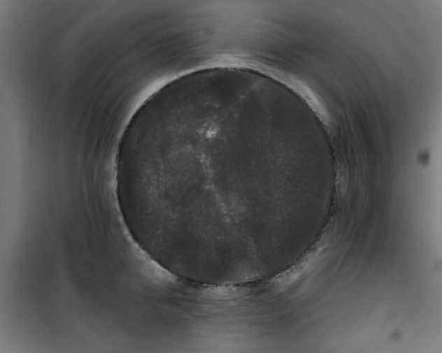 X0000100750950200807031332