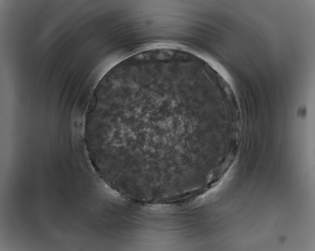 X0000100750953200807031332