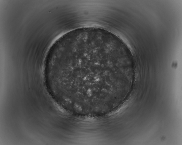 X0000100750975200807031332