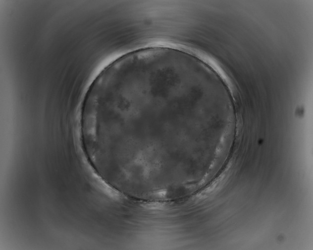 X0000100751048200807031331