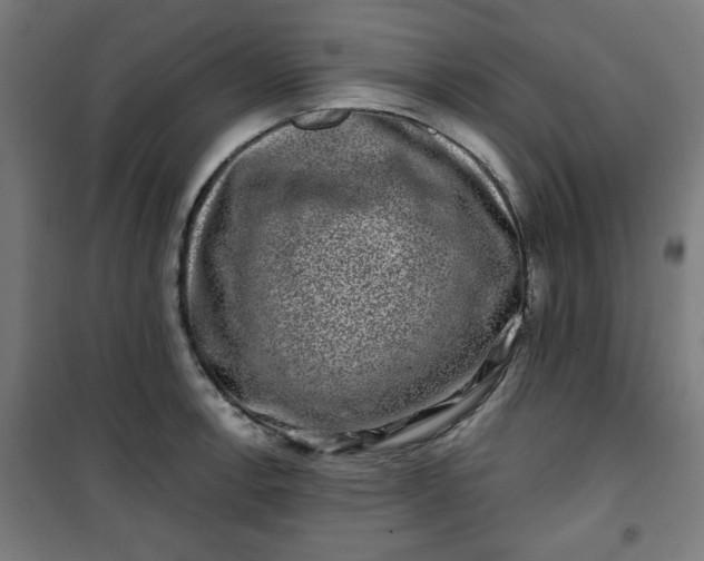 X0000100751138200807031330