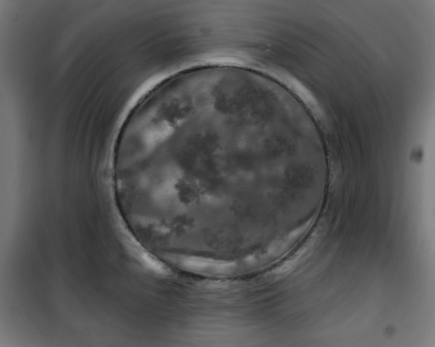 X0000100751240200807031328