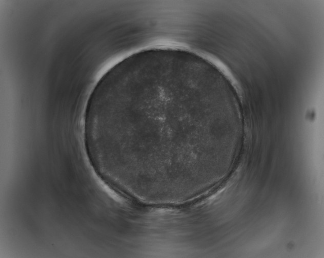 X0000100751335200807031327