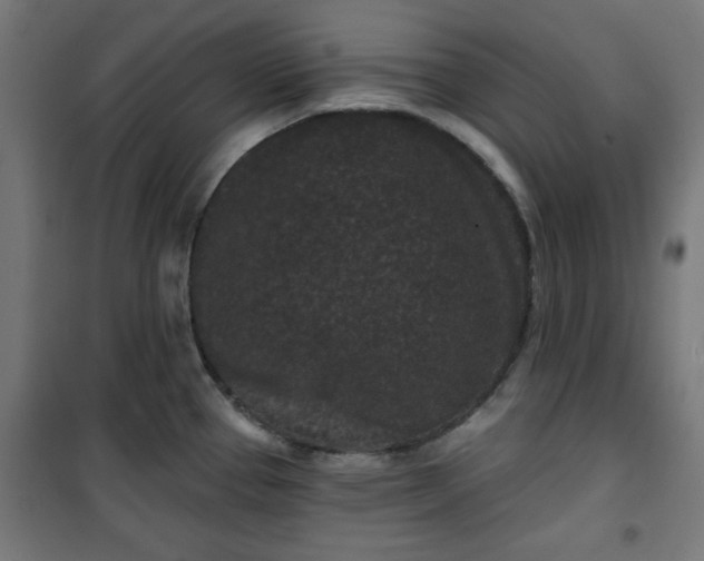 X0000100751337200807031327