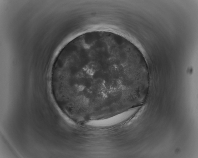 X0000100751525200807031324